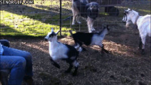goat,goats,karate,jumps