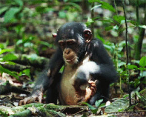 chimpanzee,monkey,baby