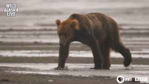 bear,brown bear,cute,animals,bbc,bbc one,wildlife,alaska,alaska live,live tv