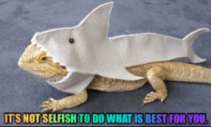 inspirational,lizard,shark costume