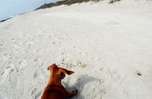 animals,dog,puppy,beach,ball,play,crab,dachshund