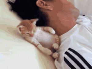 kitten,tired,nap,shoulder,jeremy white