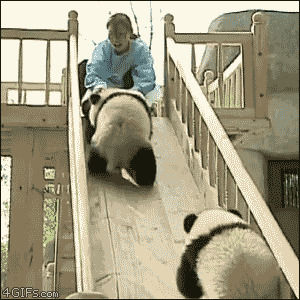 cute,panda