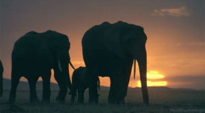 sunset,elephant