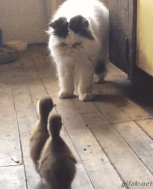 animals being jerks,fuck,ducklings