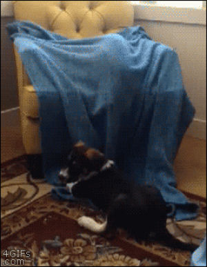 blanket,cat,dog