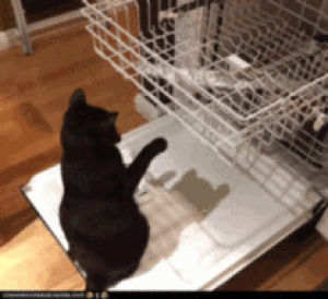 dishwasher,cat,loop,infinite cat