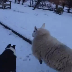 dogs,with,playing,sheep