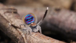 spider,peacock