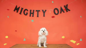 mighty oak,celebrate,maltipoo,dog,cute,party,puppy,confetti