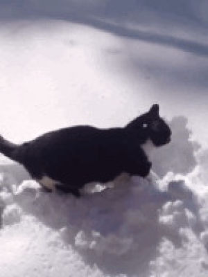 cat,snow,cinemagram,funny cat
