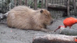 animals being jerks,bird,meets,capybara,melodramatic