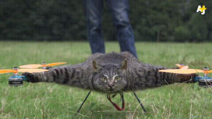 drone,cat