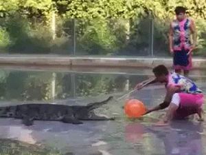 alligators,fail