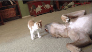 cat and dog,cat,dog,playing