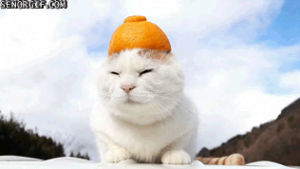 glad,cats,orange,see,hats,oranges