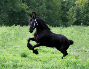 horse,running,animals,jumping,stupid