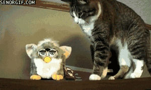 cat,animals,confused,toy,furby