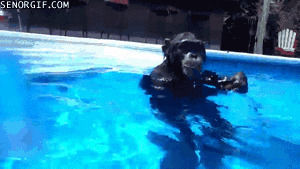 chimpanzee,scuba diving,wtf,animals,water,pool,swimming,chimp,scuba