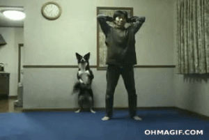 funny,cute,dog,exercise,home video,owner,squats