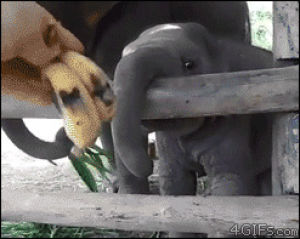 baby elephant,calf,animals,eating,banana,nom,smiles,bananas