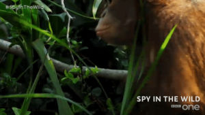 orangutan,cute,baby,bbc,bbc one,bbc1,spy in the wild