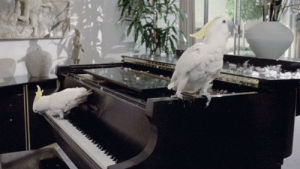 cockatoo,bird,dancing,animals,white,birds,piano,televandalist,hot to trot