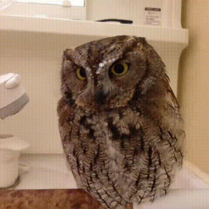 owl,feels,prettysource