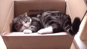 cat,fail,hilarious,box,maru,cat fail,cat on a box