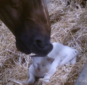 cat,horse,licking,animal friendship