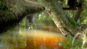 water,cinemagraph,light,tree,reflection