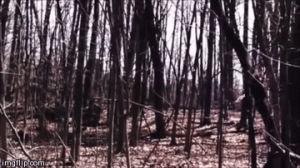 woods,video,walking,bigfoot