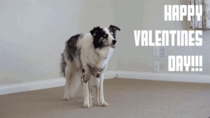 valentines day,dog