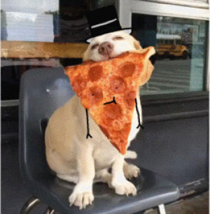 pizza,puppy