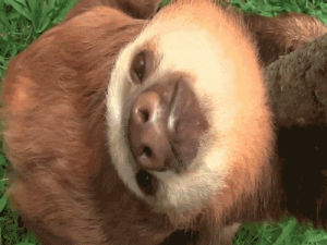 sloth,sleep,cute,animals,blink,baby sloth,cute sloth