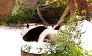 animals,animal,bear,panda,playing,sleeping,panda bear,baby panda,giant panda,xiao liwu