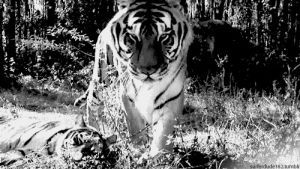 tiger,nature,animal,wildlife