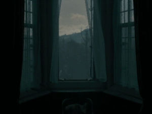 forest,window,wind,dark,like,scenery