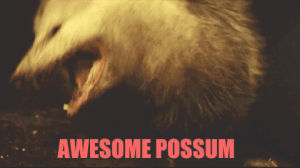 possum,awesome,awesome possum