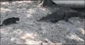 funny,cats,fight,scared,funny gif,alligator,swamp people,gator,swamp