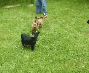 goat,baby,animals being jerks,knocking