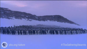 nature,snow,pbs,penguin,arctic,the gathering swarms