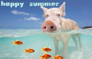 beach,shy,vs,summer,winter,hi,pig