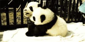 love,cute,panda,tumblr,perfect,adorable,pandas,omghowadorable