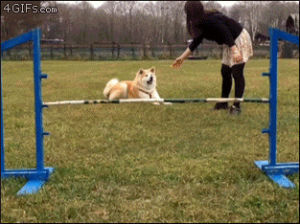dog,jumping,way,attempt,obstacle