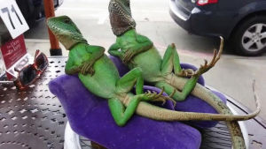 lounging,couple,lizards