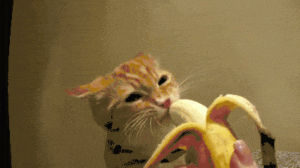 cat,eating,banana
