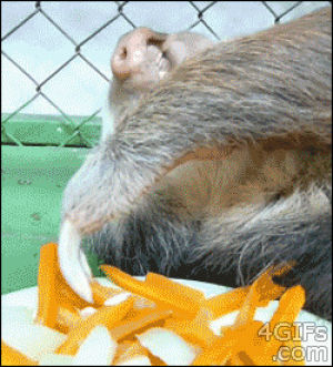 carrot,grabbing,animals,eating,sloth,lazy,nom,eats