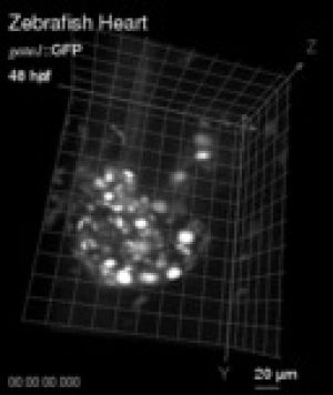 Microscopy GIF - Find on GIFER