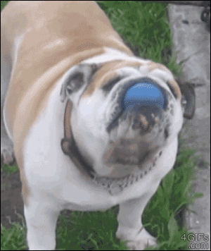 awww,doggy,things to make you happy,roll over,furry,dog,happy,smile,fun,puppy,sweet,laugh,playing,puppies,joy,cute s,bulldog,dog s,fetch,reaction s,catching,that face,cuddly,i did it,adorbale,great stuff